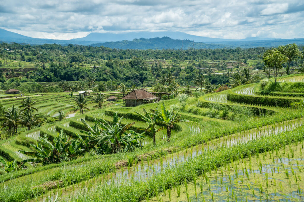 Excursion Day 2 in the New Colombo Plan 2023: Enriching Cultural Experiences in Jatiluwih